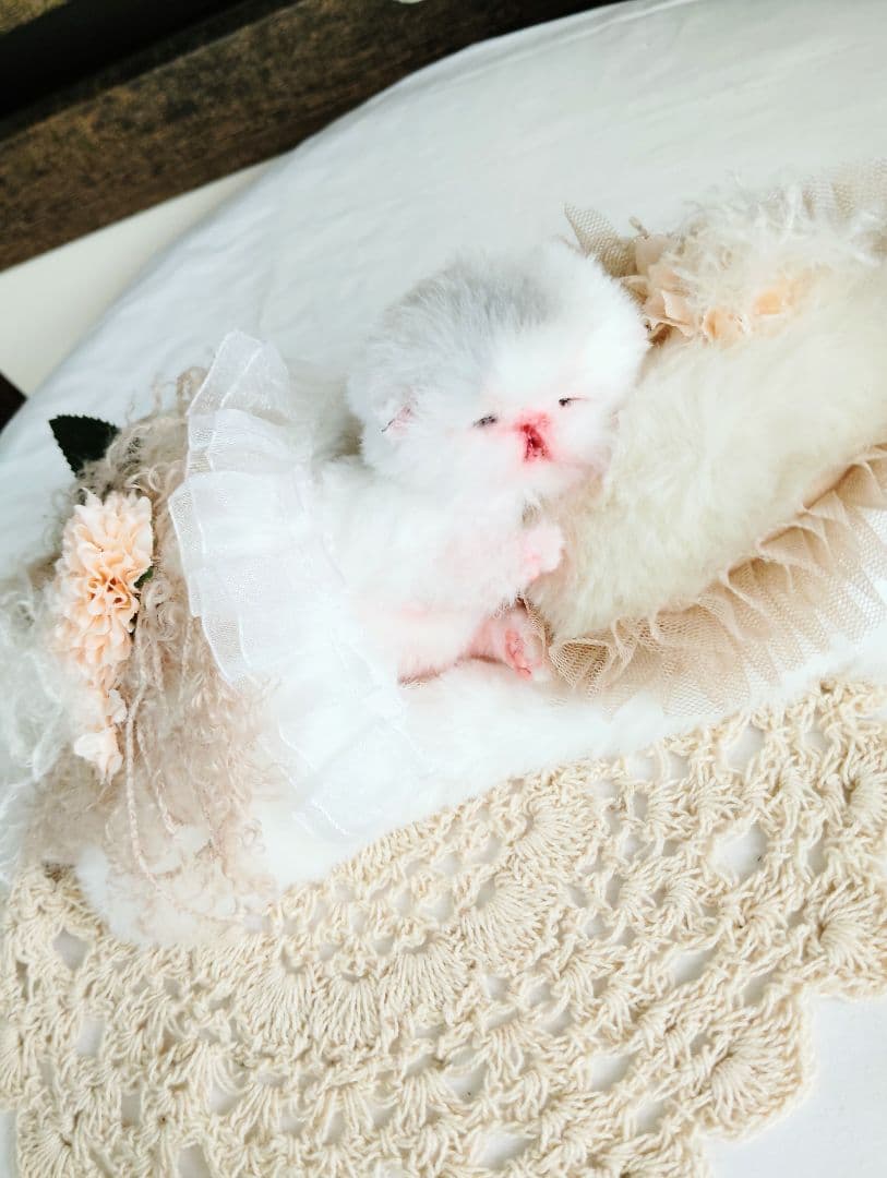 生まれたて♡生後２日子猫ちゃん♡エキゾベビー♡お布団セット♡アートドール♡