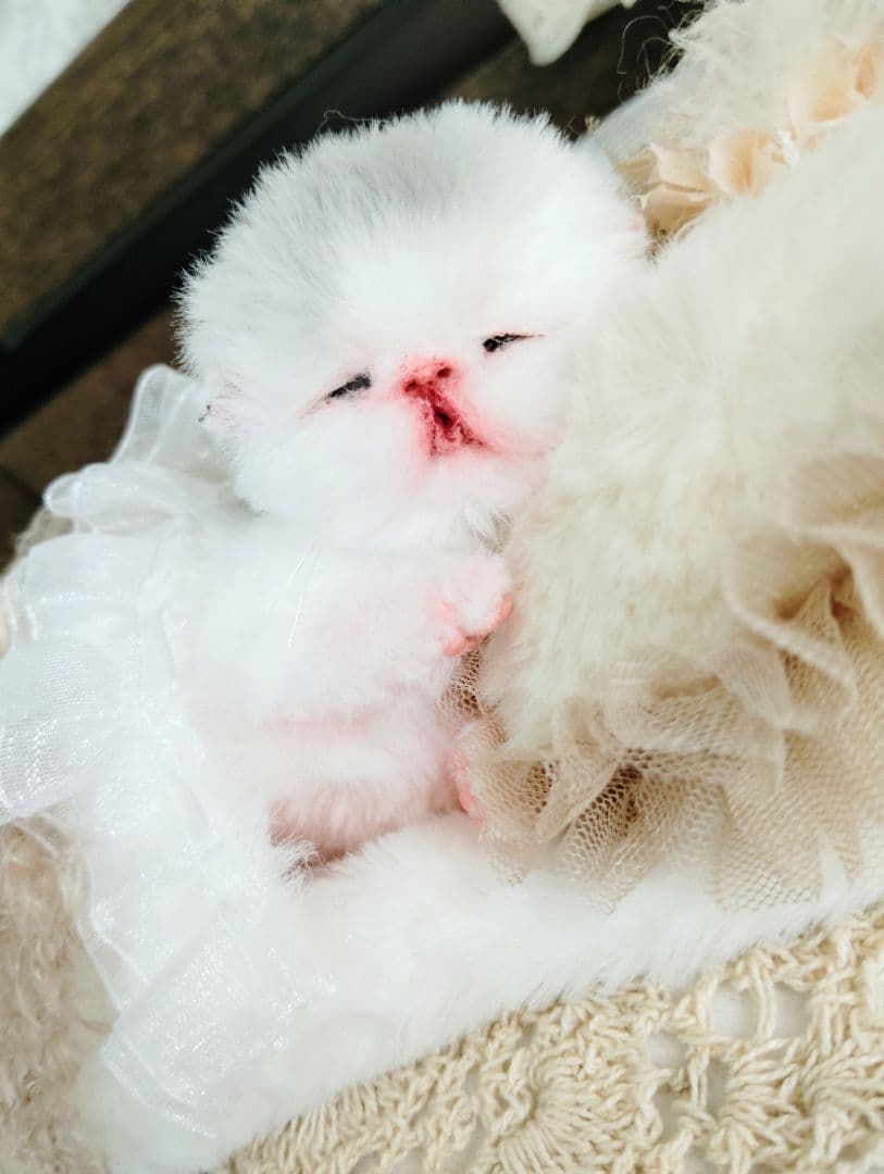 生まれたて♡生後２日子猫ちゃん♡エキゾベビー♡お布団セット♡アートドール♡