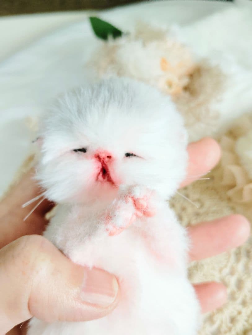 生まれたて♡生後２日子猫ちゃん♡エキゾベビー♡お布団セット♡アートドール♡