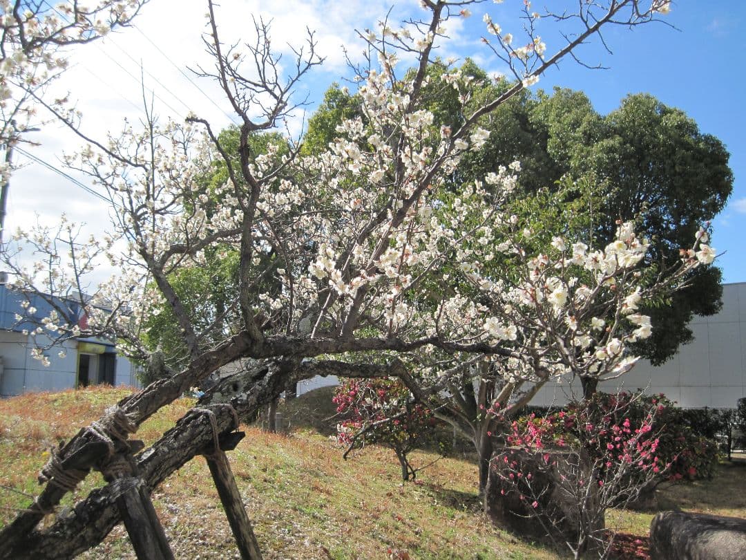 【動作確認済】Canon PowerShot A1100 IS★単三電池で動く！
