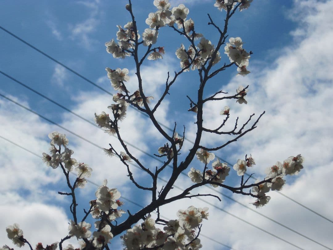 【動作確認済】Canon PowerShot A1100 IS★単三電池で動く！