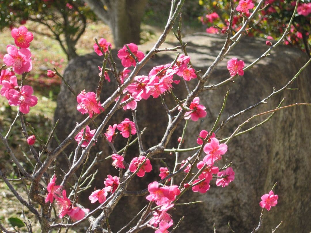 【動作確認済】Canon PowerShot A1100 IS★単三電池で動く！