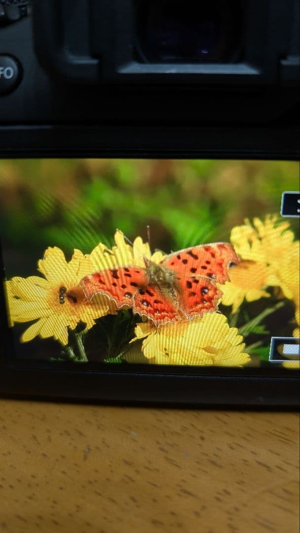 Canon EOS 90D デジタル一眼レフカメラ