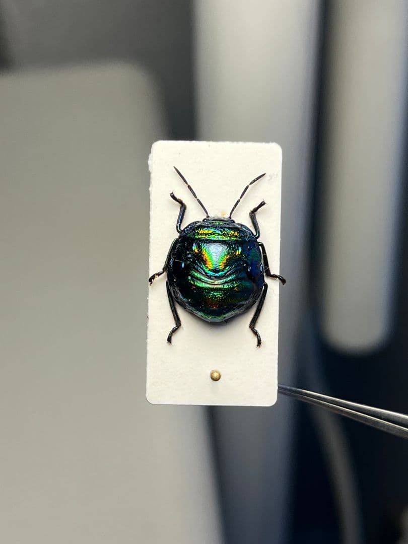 【強欲な壺】ニシキキンカメムシ 標本カミキリタマムシスハンダエプラチナコガネコブ