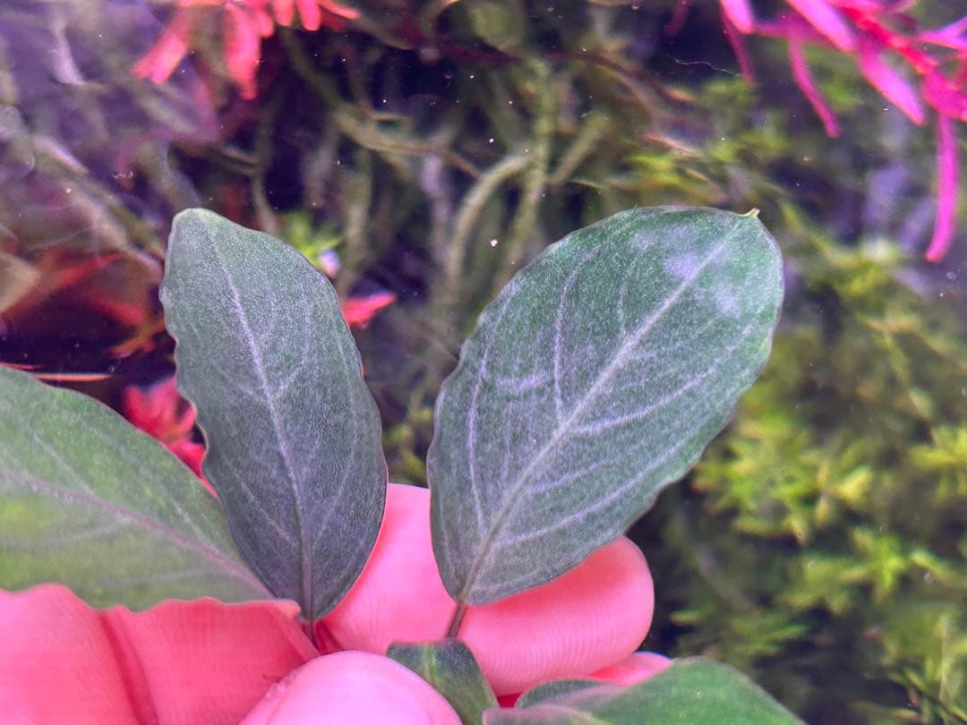 【TB便】Bucephalandra sp.Pearl gray 水上育成株