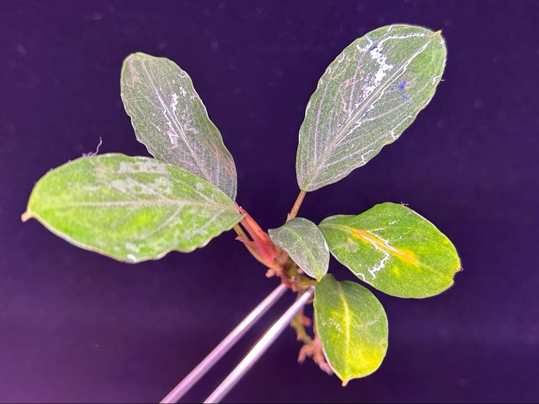 【TB便】Bucephalandra sp.Pearl gray 水上育成株