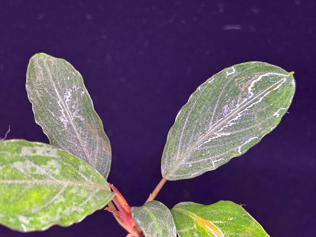 【TB便】Bucephalandra sp.Pearl gray 水上育成株