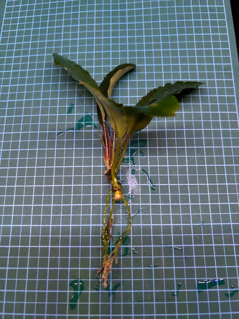 【TB便】Bucephalandra sp.Pearl gray 水上育成株