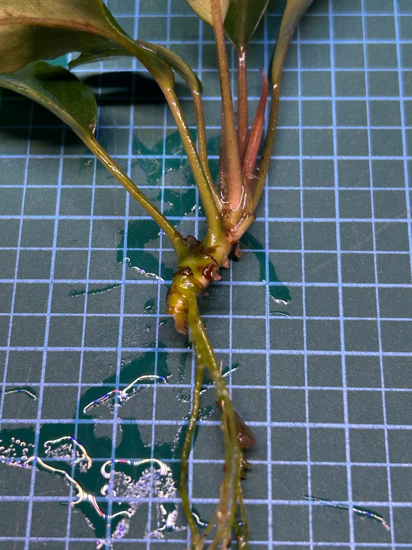 【TB便】Bucephalandra sp.Pearl gray 水上育成株