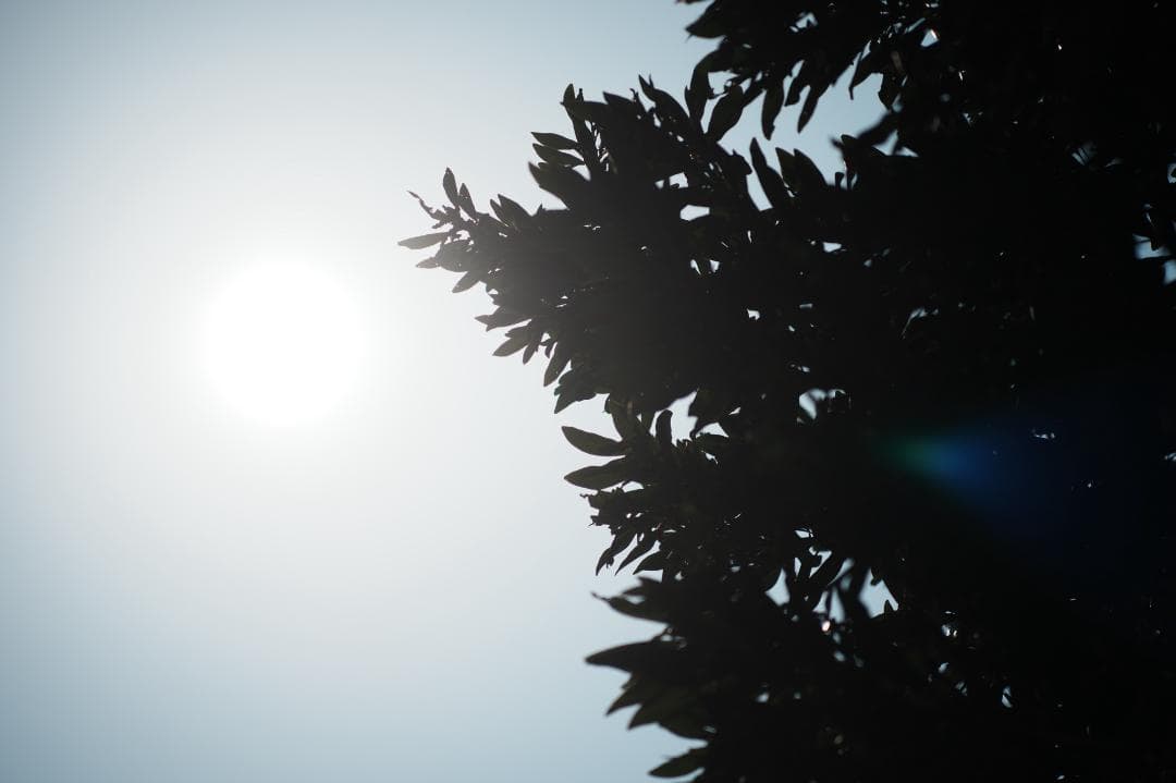 【整備＆テスト】Nikon Ai-s Nikkor 105mm F2.5 447