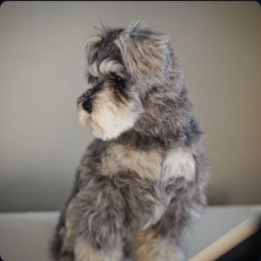 羊毛フェルト　シュナウザー　振り返りお座り　犬　トリミング前　一点物