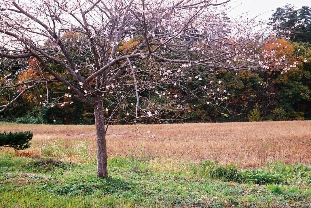Agfaジレッテ／COLOR-AGNAR 45mmf3.5付【実写確認済整備品】