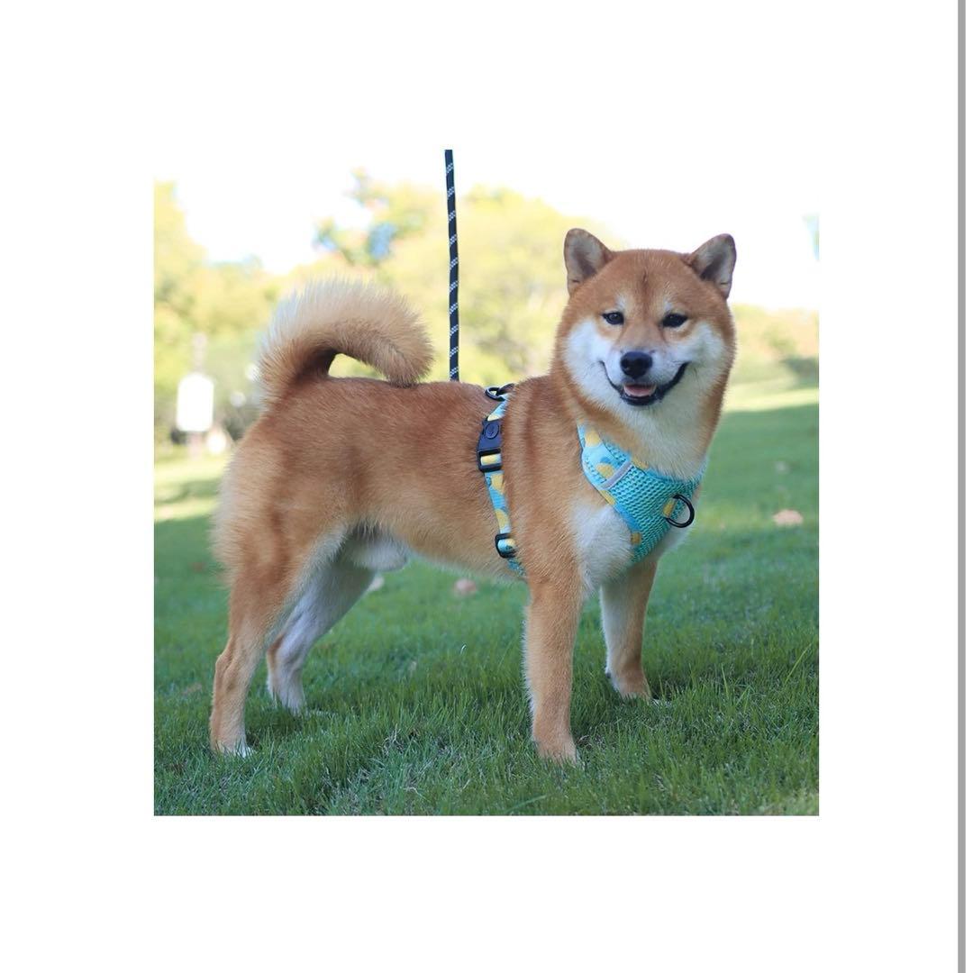 メッシュ 犬用 ハーネス 胴輪 リード セット 超小型犬 小型犬 子犬 猫 散歩