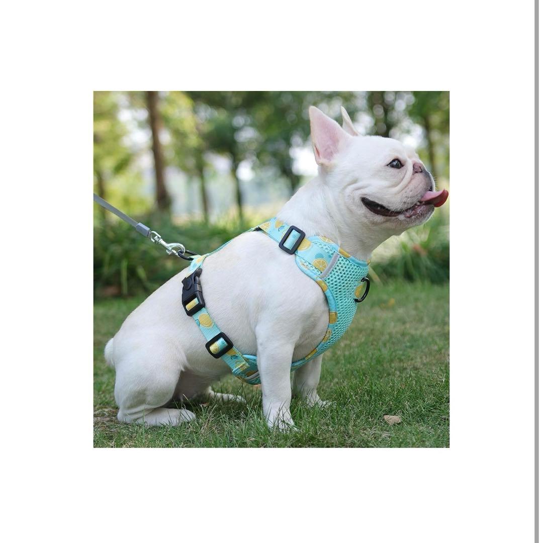 メッシュ 犬用 ハーネス 胴輪 リード セット 超小型犬 小型犬 子犬 猫 散歩