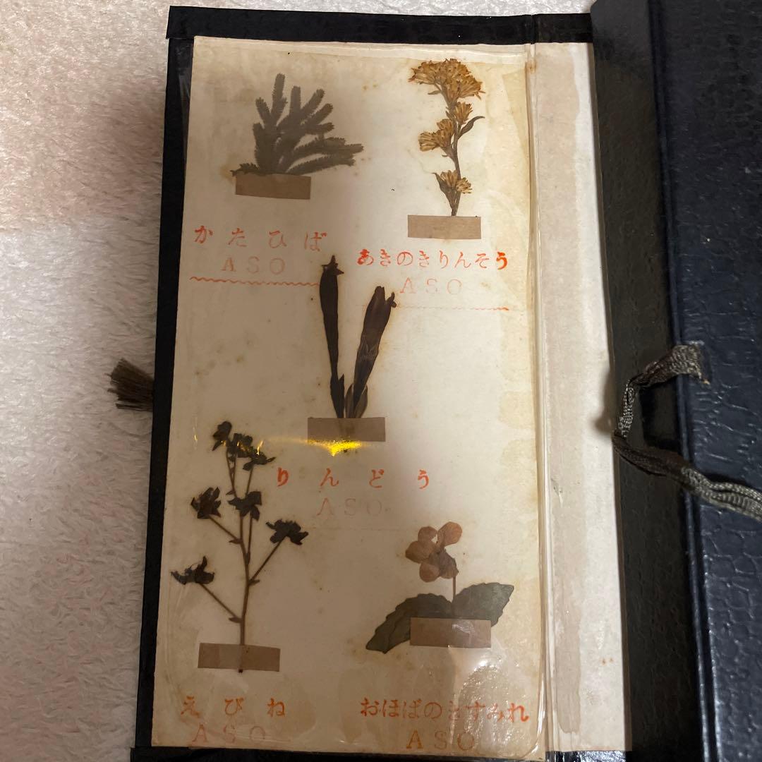 阿蘇石 阿蘇の石と髙山植物集 阿蘇登山記念