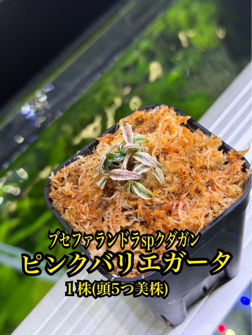 ブセファランドラspクダガンピンクバリエガータ　1株　水上葉　無農薬　メルカリ便