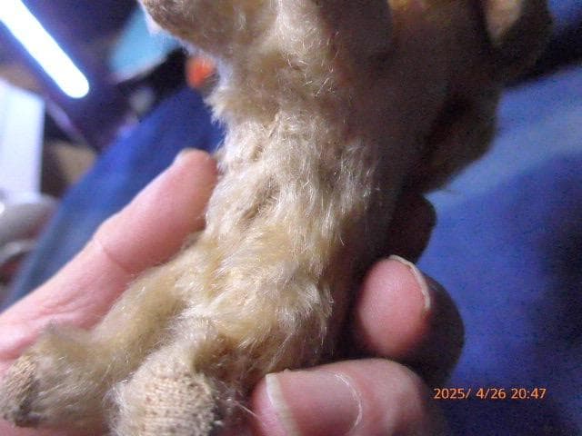 50年代のシュタイフの犬のぬいぐるみです。