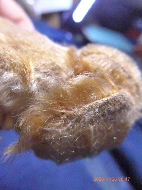 50年代のシュタイフの犬のぬいぐるみです。