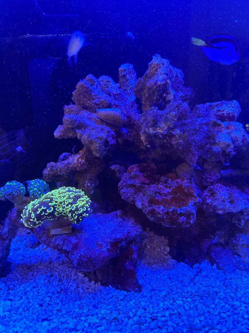 天然ライブロックオーストラリア産 海水水槽
