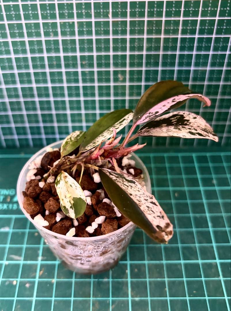 ブセファランドラ sp. variegata【斑入り】
