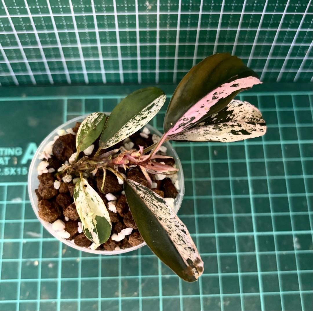 ブセファランドラ sp. variegata【斑入り】