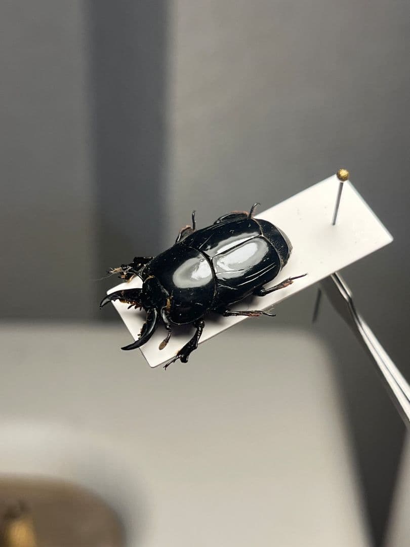 【22mm】漆を塗ったかのような艶感が美しいエンマムシの一種 ボツワナ産 標本