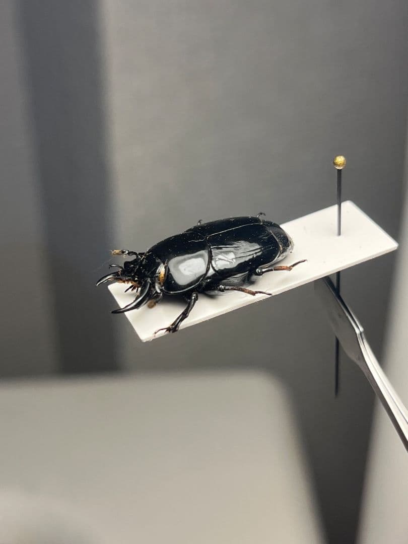 【22mm】漆を塗ったかのような艶感が美しいエンマムシの一種 ボツワナ産 標本