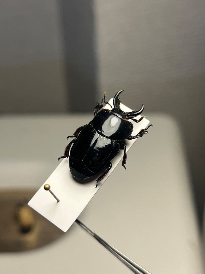 【22mm】漆を塗ったかのような艶感が美しいエンマムシの一種 ボツワナ産 標本