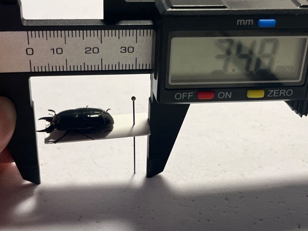 【22mm】漆を塗ったかのような艶感が美しいエンマムシの一種 ボツワナ産 標本