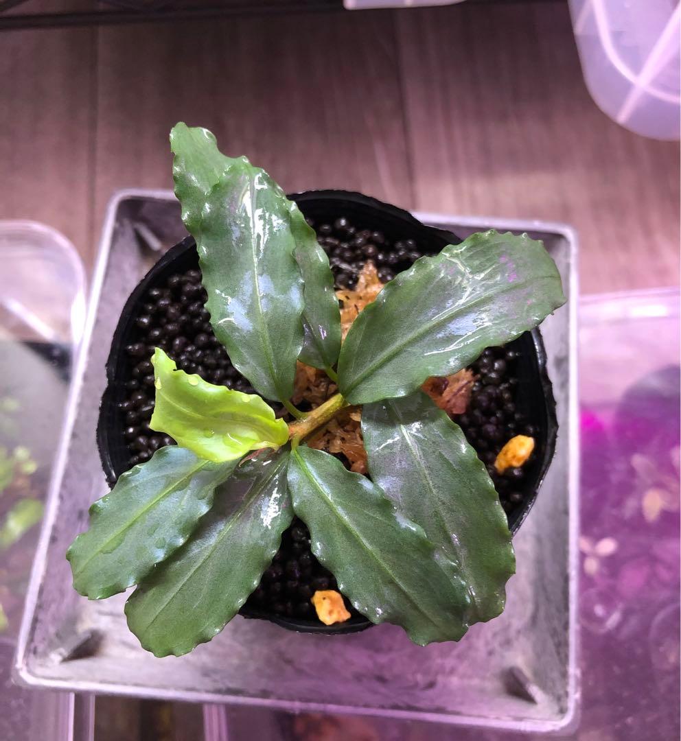 陰性水草の王様的存在【ブセファランドラ】Aurora KN便
