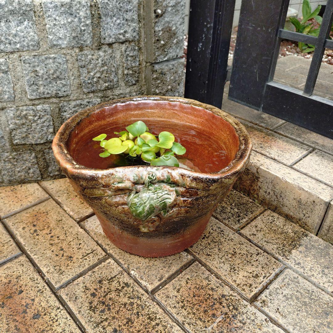 信楽焼　手作りメダカ鉢　睡蓮鉢　蛙付きめだか鉢