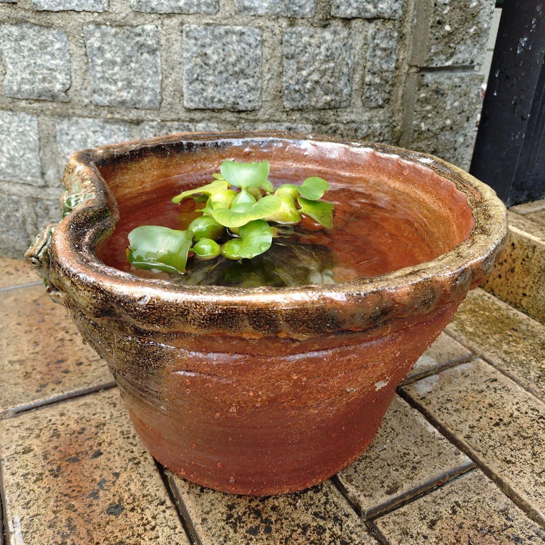 信楽焼　手作りメダカ鉢　睡蓮鉢　蛙付きめだか鉢