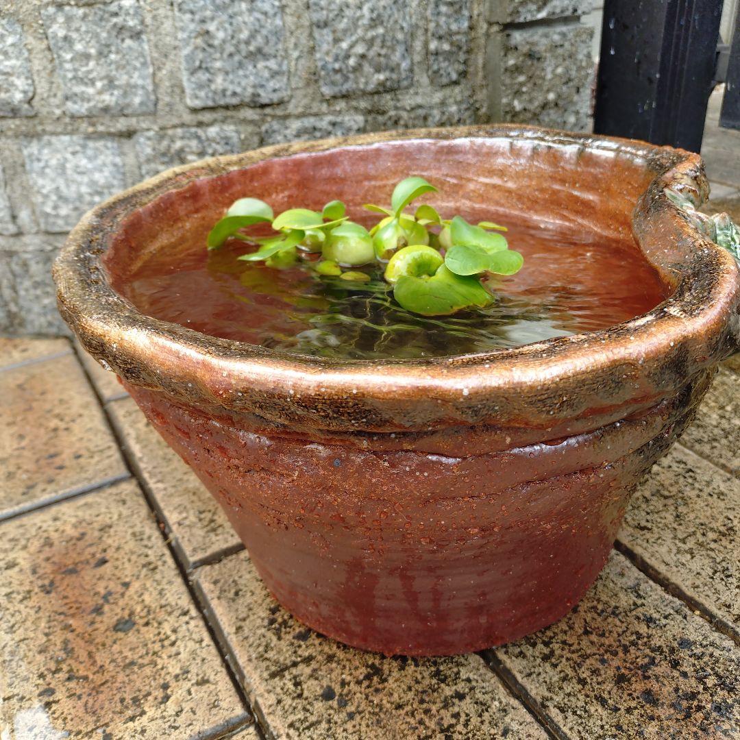 信楽焼　手作りメダカ鉢　睡蓮鉢　蛙付きめだか鉢