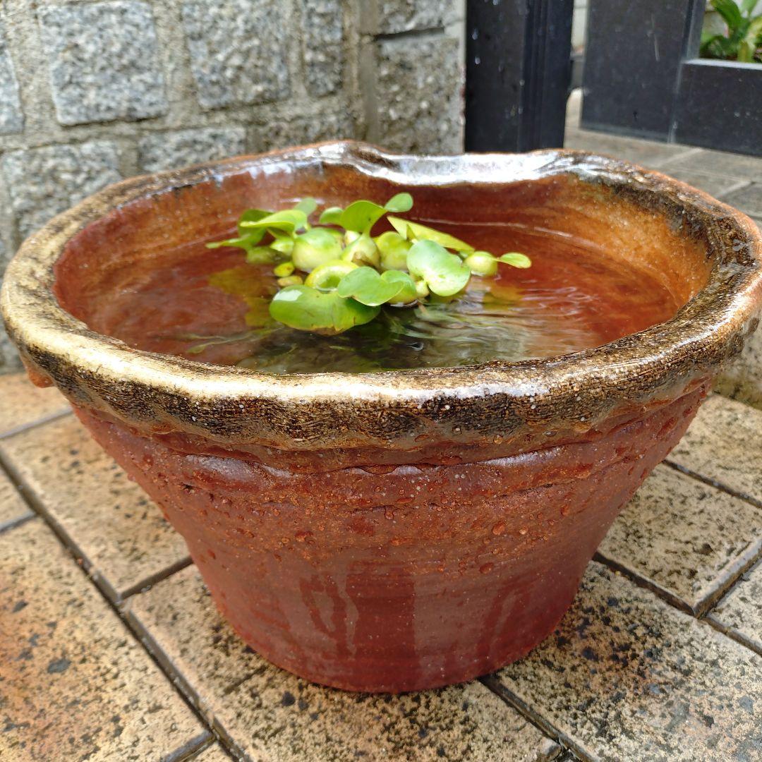 信楽焼　手作りメダカ鉢　睡蓮鉢　蛙付きめだか鉢