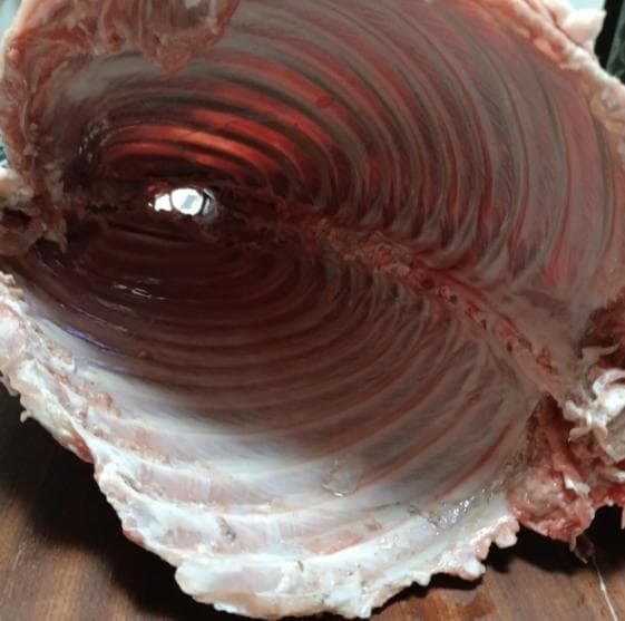 ペット用　生肉　国産猪肉　イノシシ　肋骨　あばら　約3.7KG　スペアリブ
