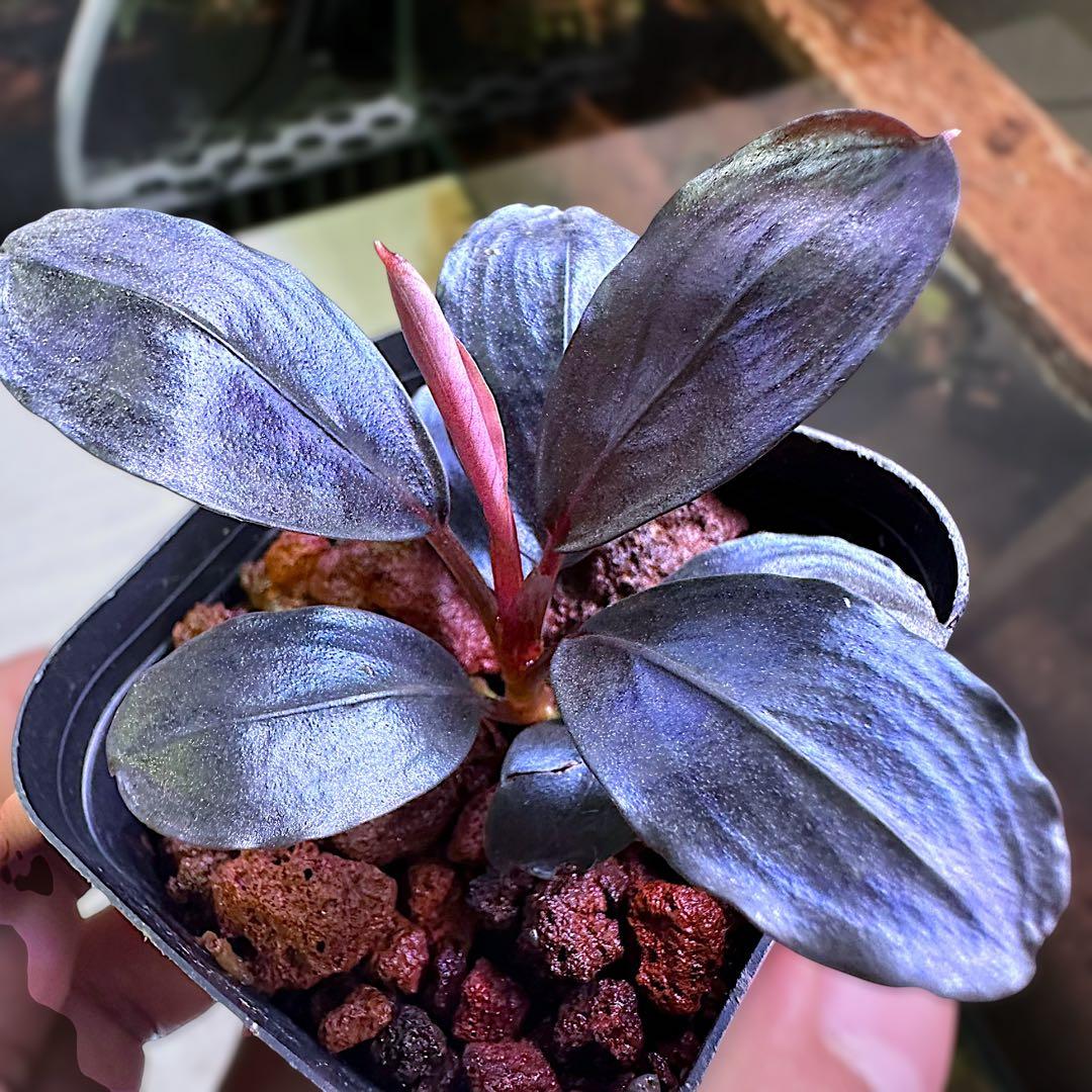 タ*ン様 ブセファランド Bucephalandra Blue Melon