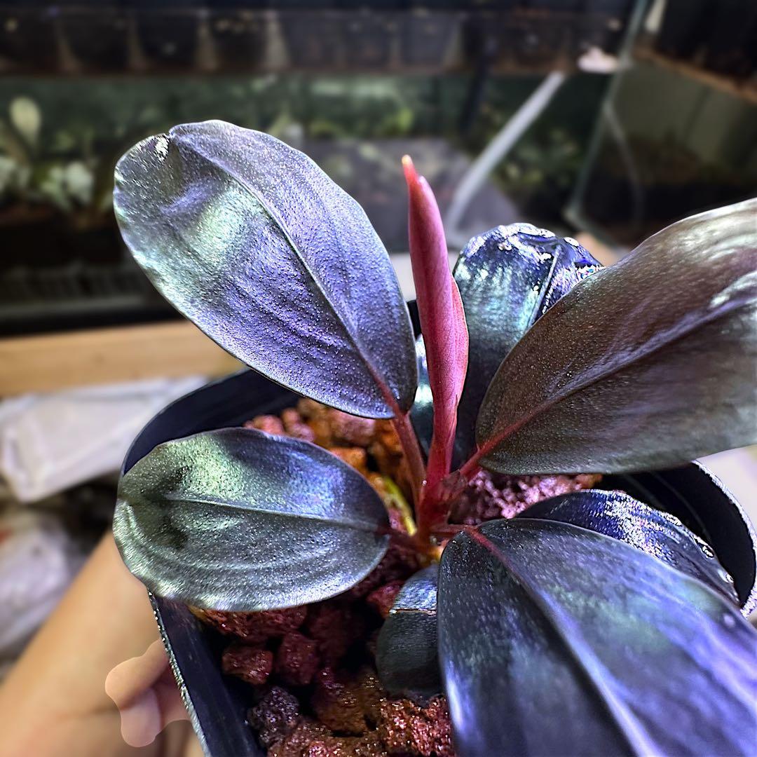 タ*ン様 ブセファランド Bucephalandra Blue Melon