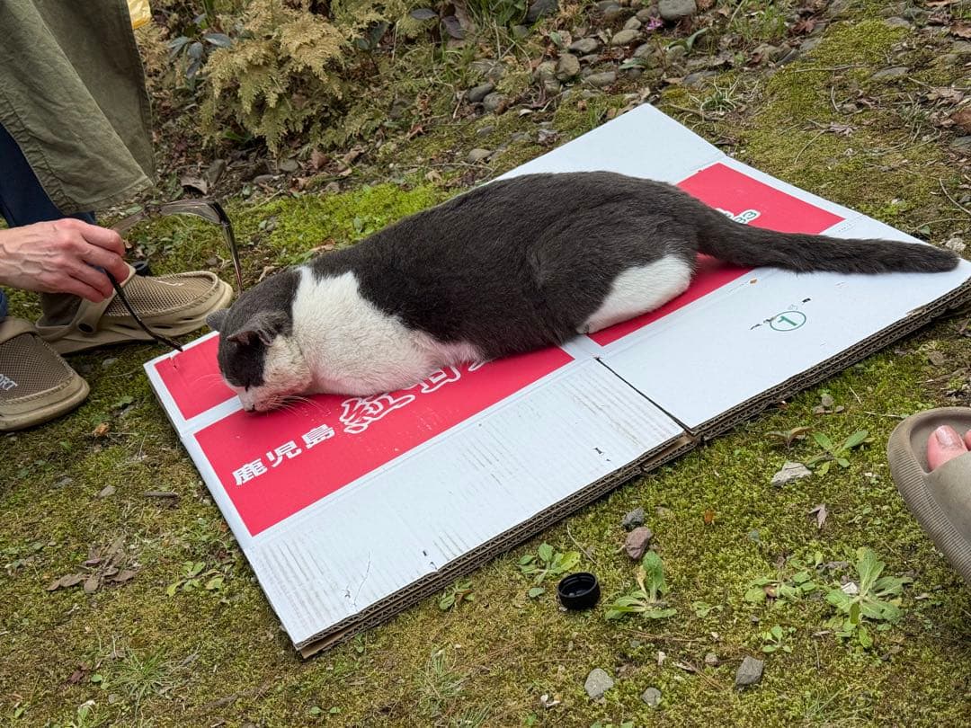 オーダーメイド用確認写真
