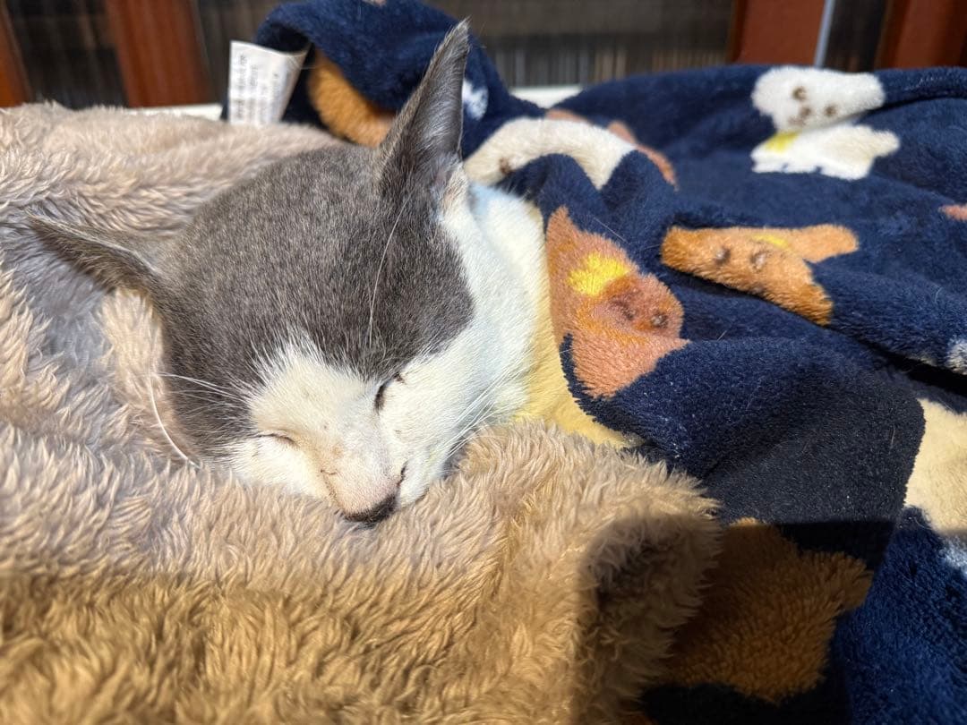オーダーメイド用確認写真