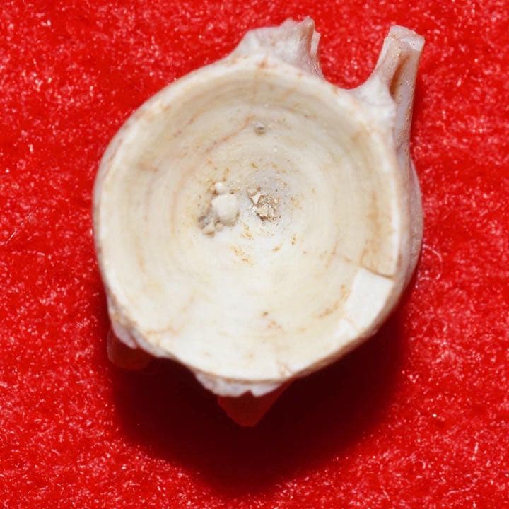 モロッコ産 エンコドゥスの椎骨化石