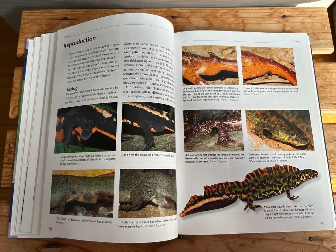 【送料無料】有尾類 イモリ サンショウウオ 両生類 洋書 図鑑 パルダリウム