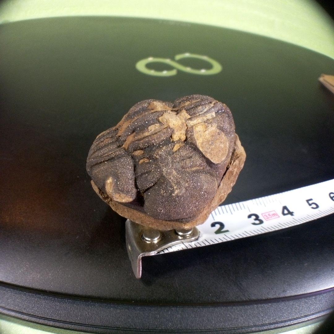 三葉虫　化石　ボリビア産　南アメリカ　trilobite　Bolivia三葉虫④