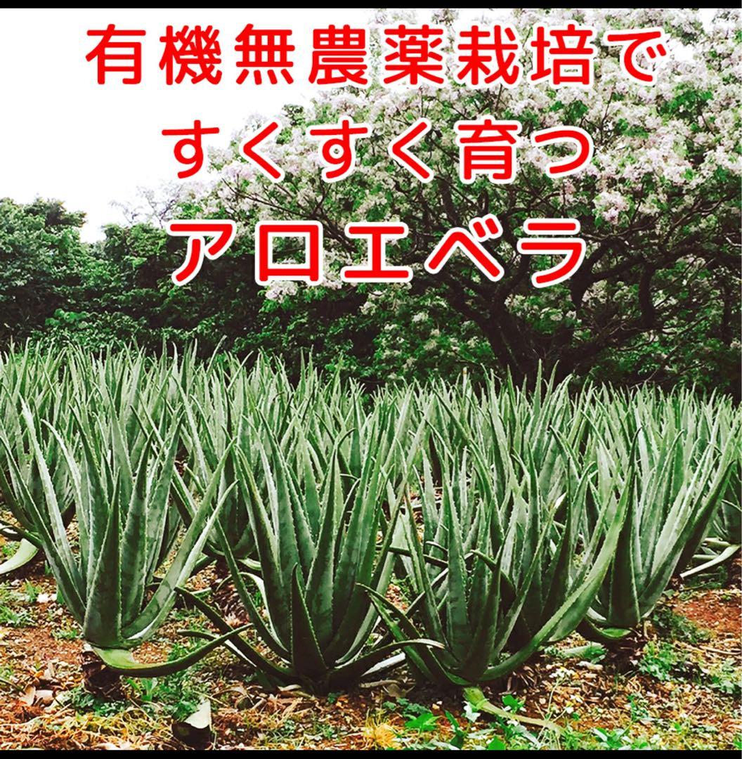 JAS認定 有機無農薬）アロエベラジュース１００％ 1000mlx３本 沖縄産