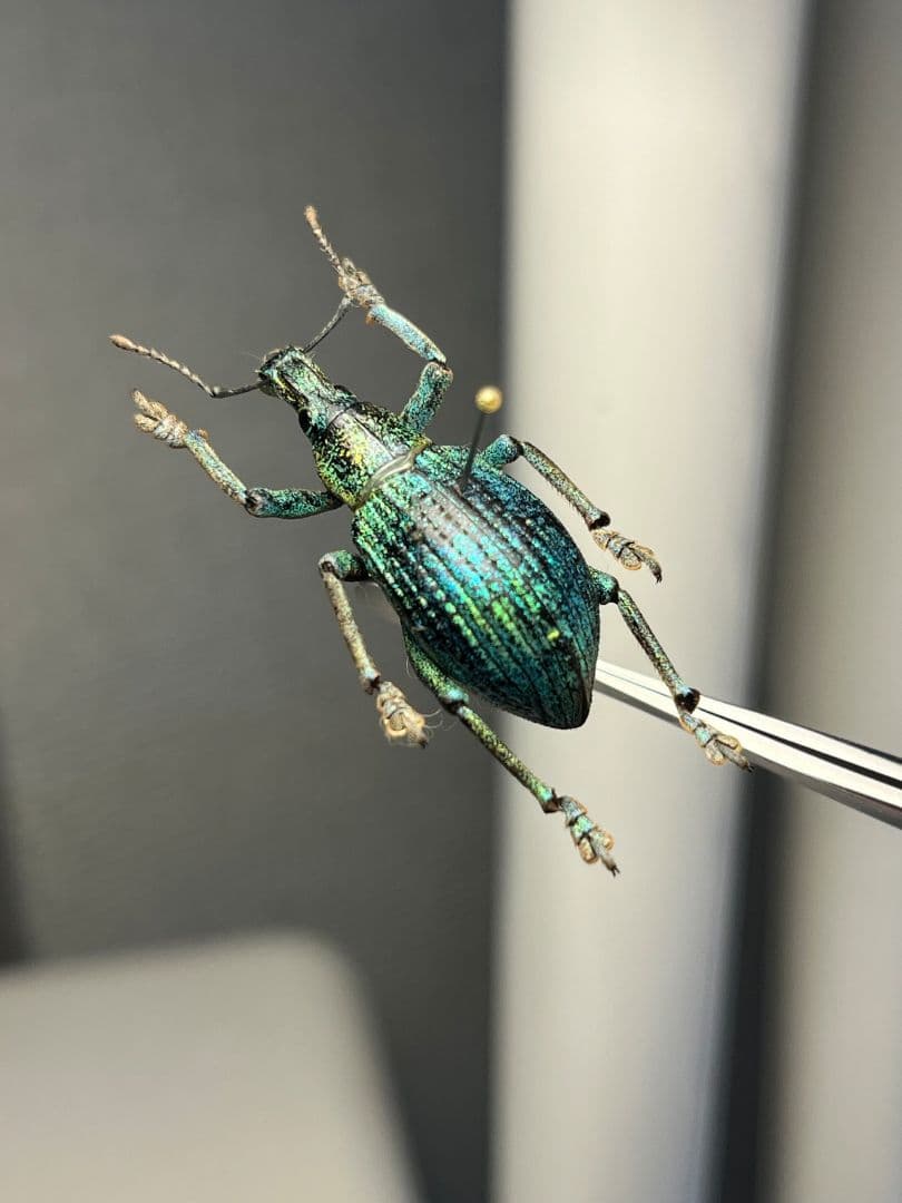 【26mm】ソロモン諸島のラメ感のあるホウセキゾウムシ 標本カミキリ昆虫標本甲虫