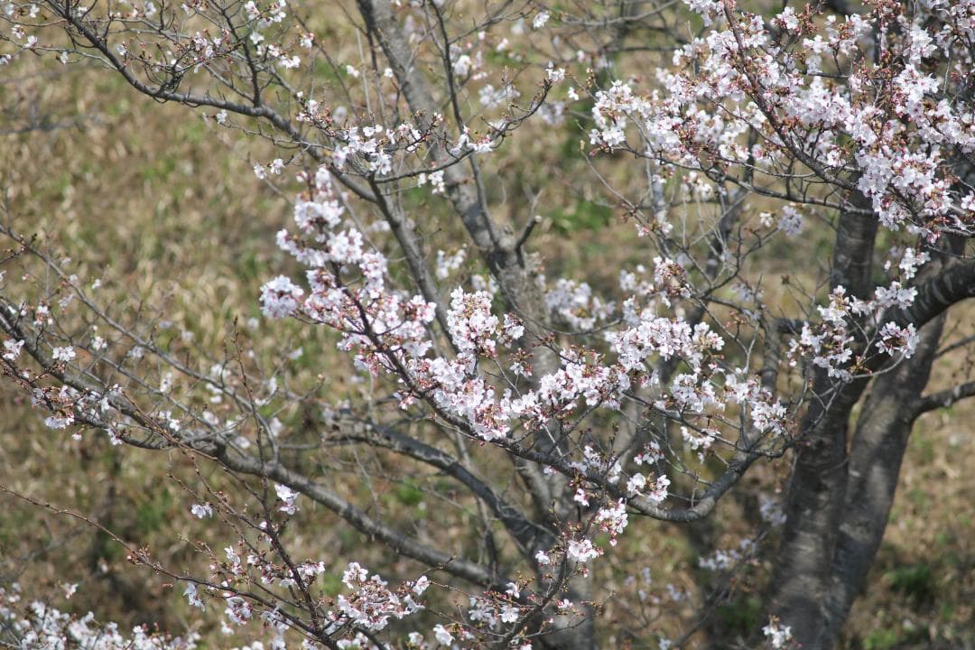 レンズ(単焦点) Carl Zeiss Sonnar 180mm F2.8 MMJ #8044
