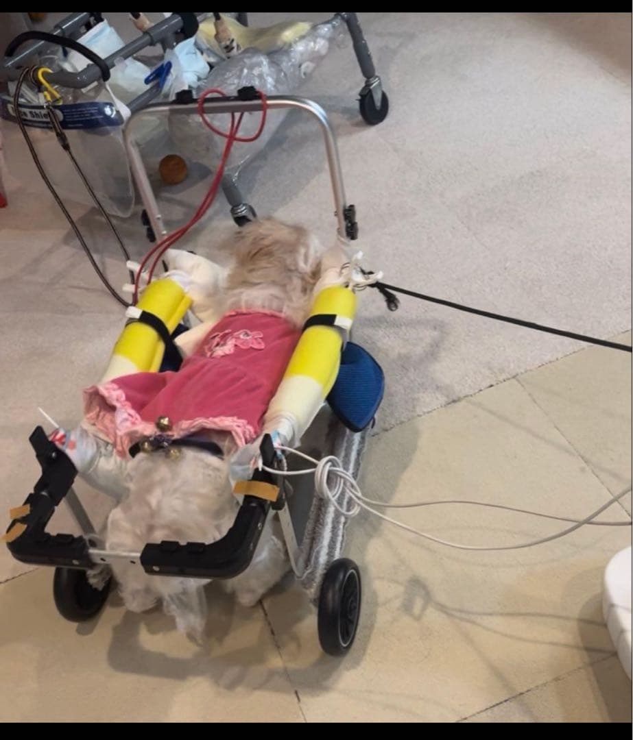犬　車椅子 ４輪 ２輪 歩行 補助 介護 老犬 リハビリ サポート 《ハーネス付