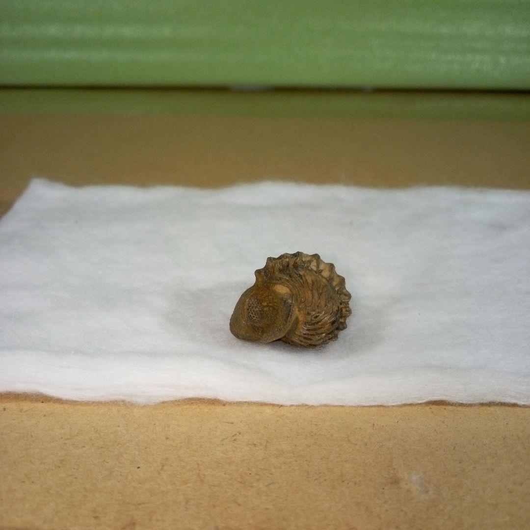 三葉虫　化石　三葉虫化石　究極のレトロ　fossil　ボリビア産　化石管理番号⑰