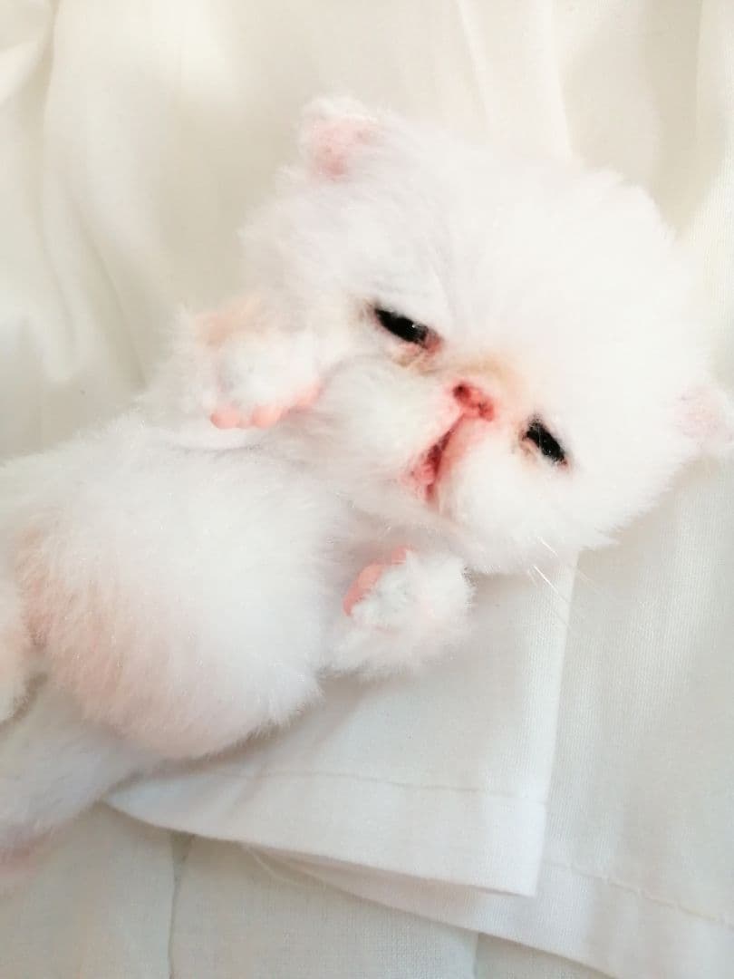 ネムネム～(´ω｀ )ちびちび子猫ちゃん♡アートドール♡ぬいぐるみ♡