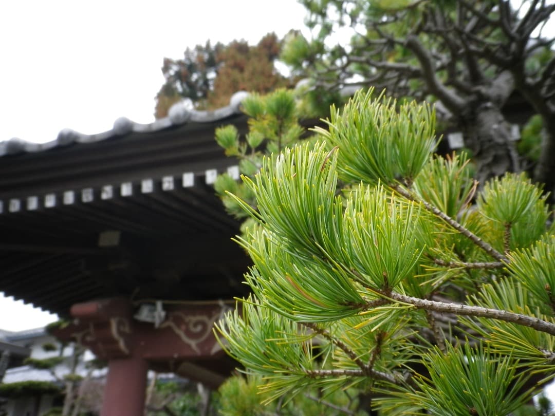実写美⭕️訳あり【動作確認済】PENTAX OPTIO H90 コンデジ