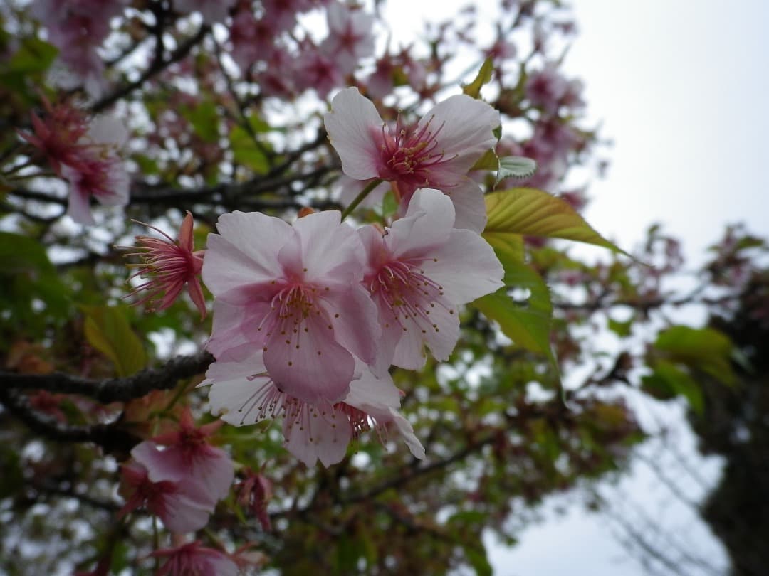 実写美⭕️訳あり【動作確認済】PENTAX OPTIO H90 コンデジ